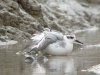 Grey Phalarope at Two Tree Island (West) (Steve Arlow) (165785 bytes) Grey Phalarope at Two Tree Island (West) (Steve Arlow) (165785 bytes)